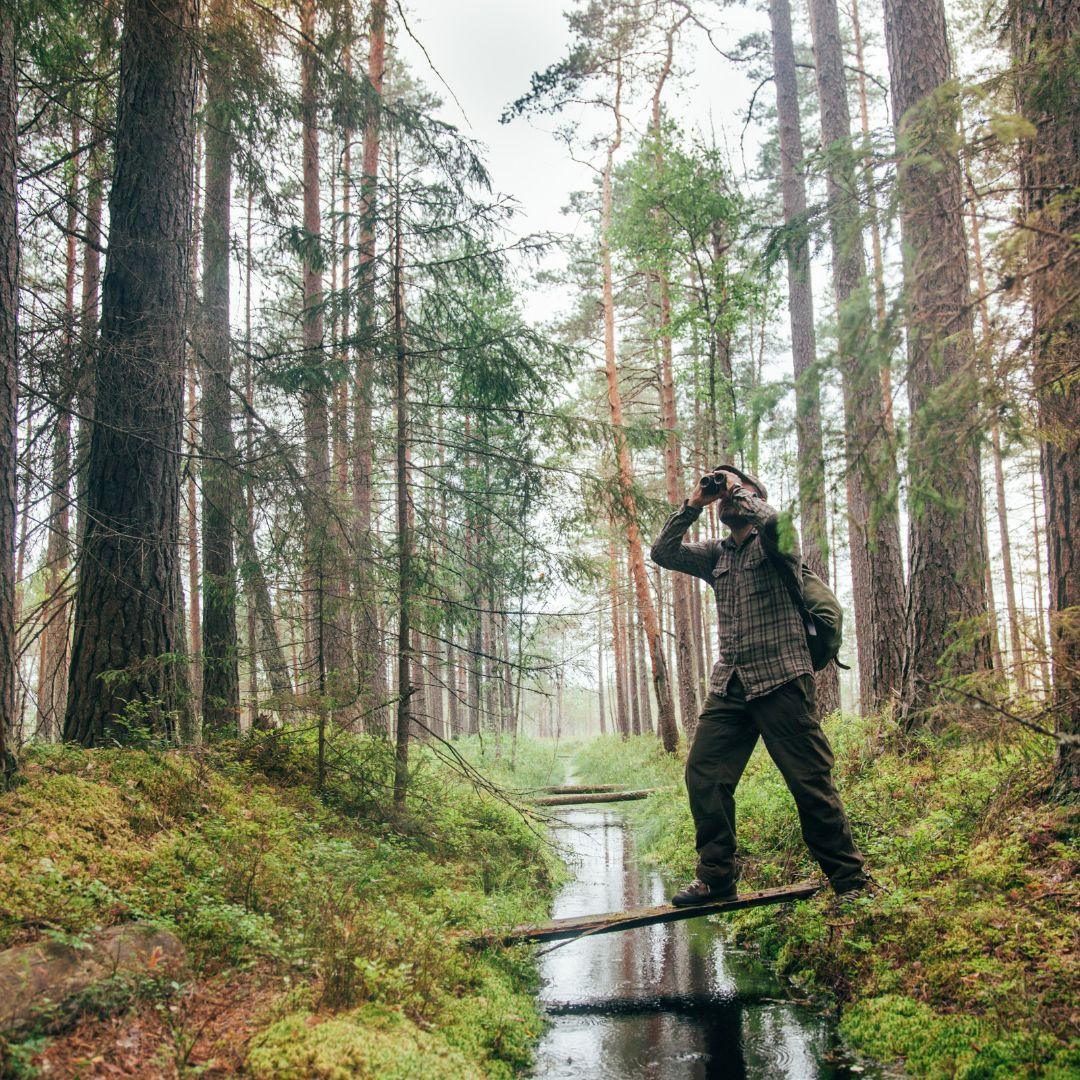Discovering the Joy of Bird Watching: A Window to the Beauty of Nature