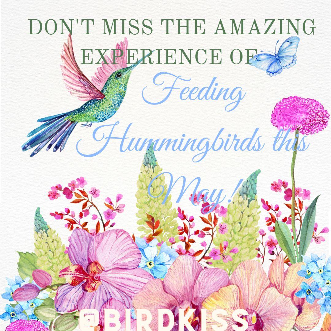 Don't Miss the Amazing Experience of Feeding Hummingbirds this May!