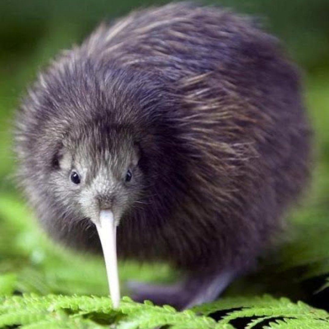 The Kiwi Bird: New Zealand's Curious, Flightless Treasure