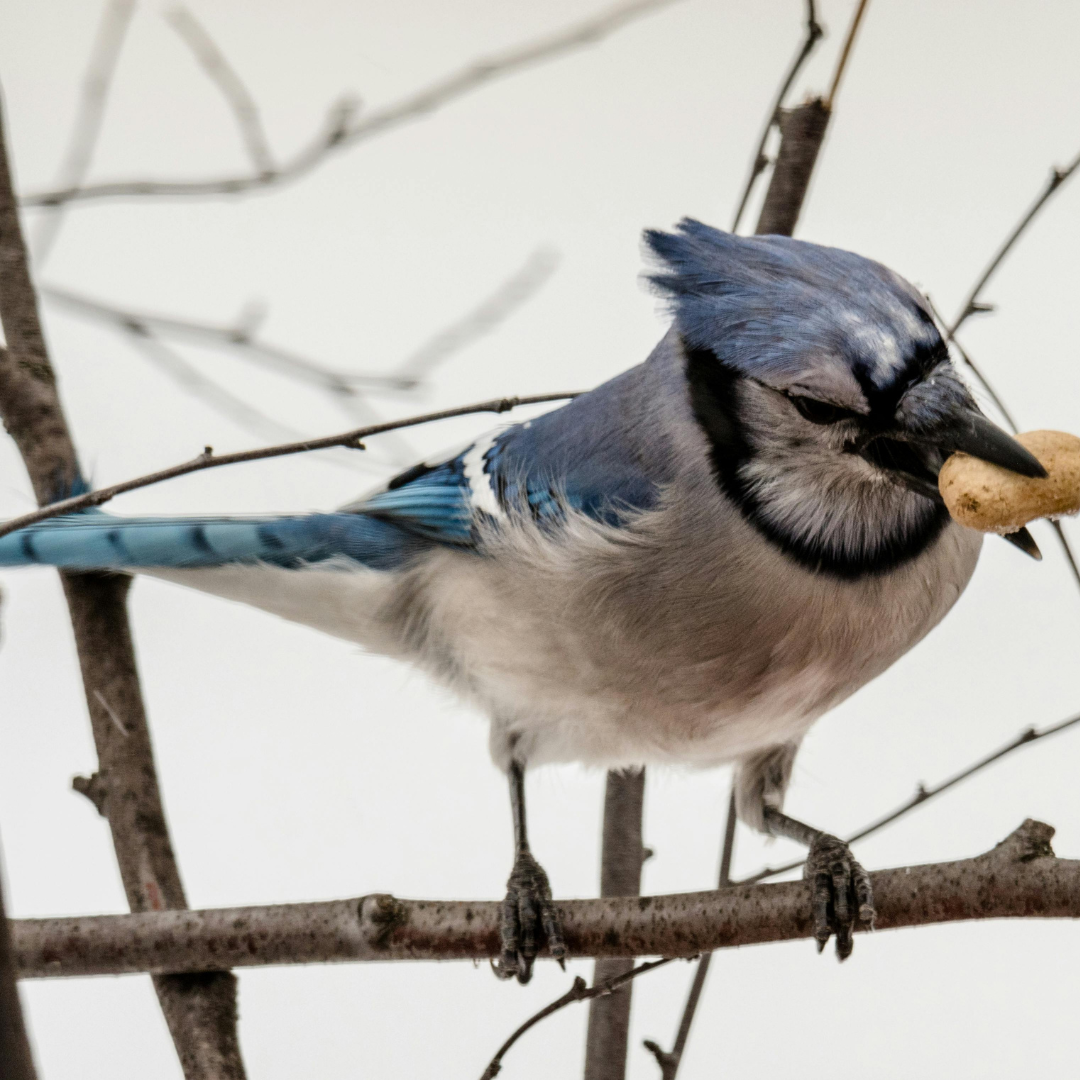 Blue jay