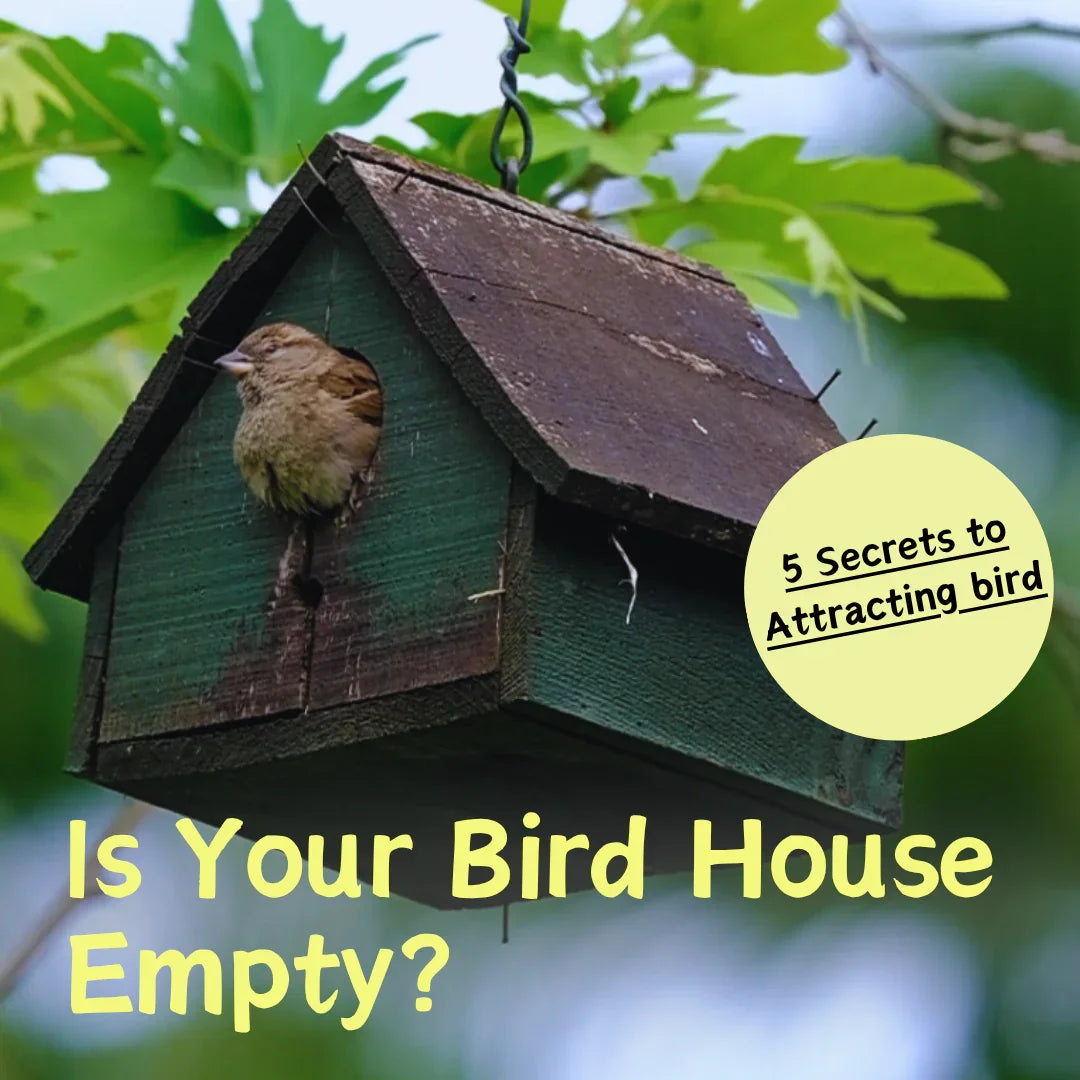 Is Your Bird House Empty? 5 Secrets to Attracting Feathered Tenants
