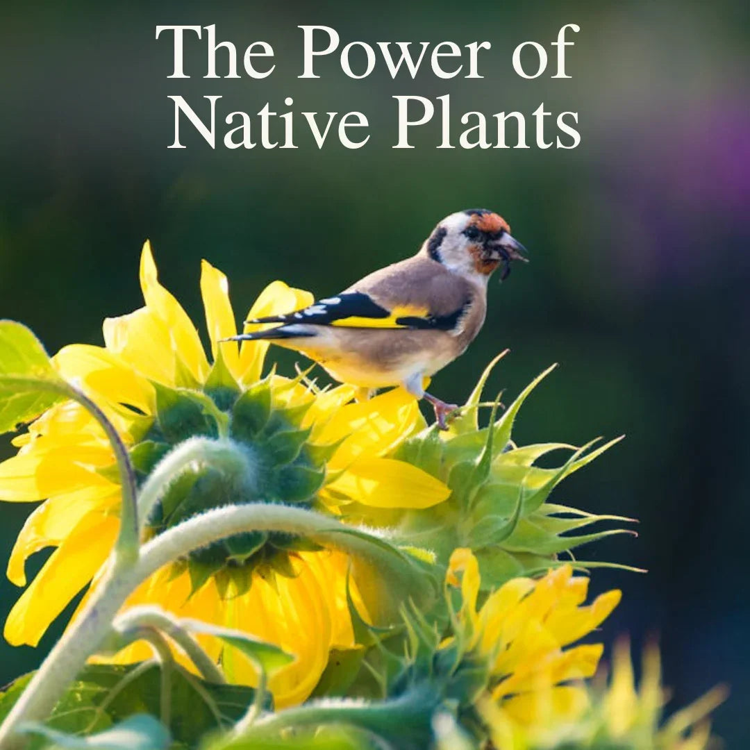 A Bird on the Sunflower