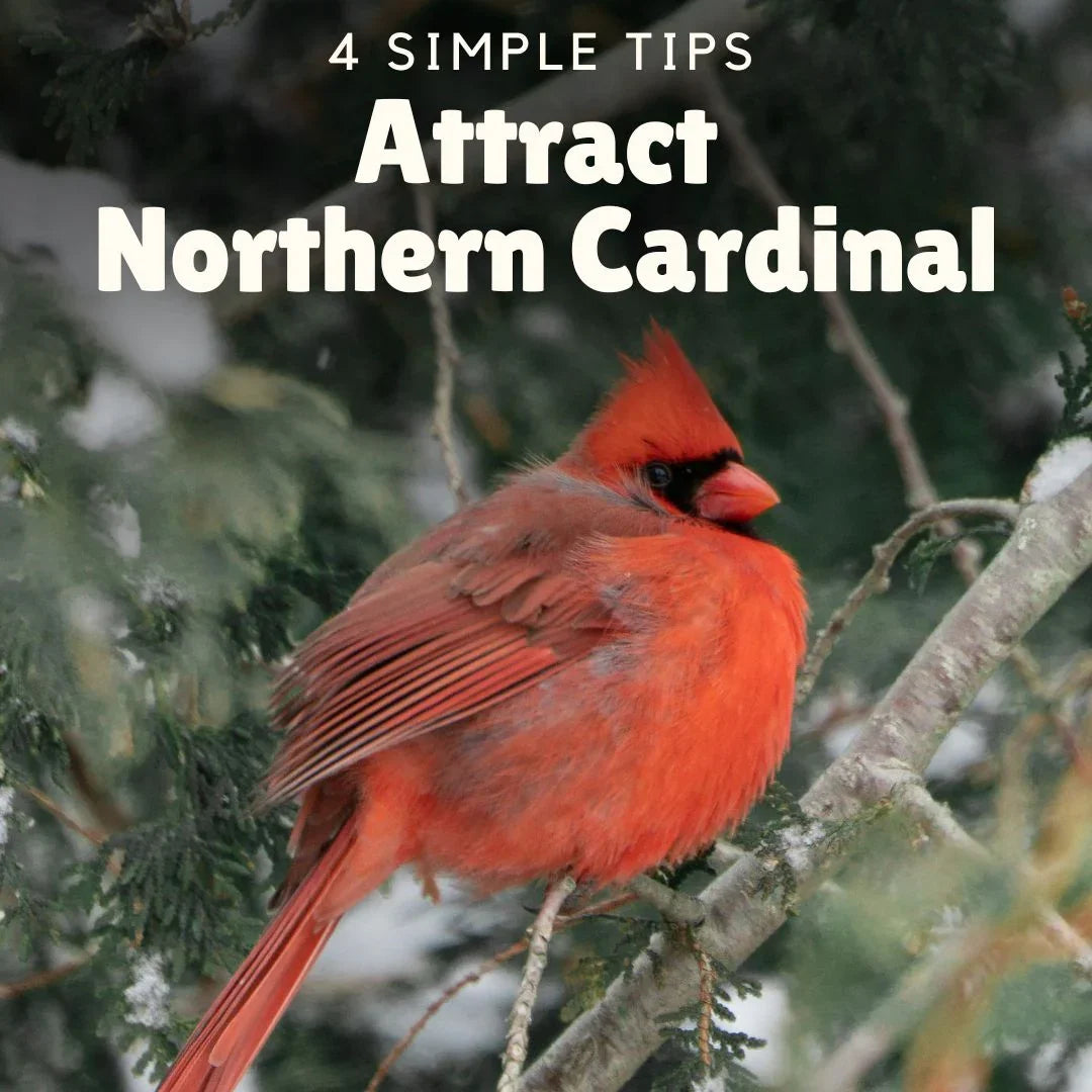 Attract Northern Cardinal: Best Feeders, Foods, and Habitat Tips