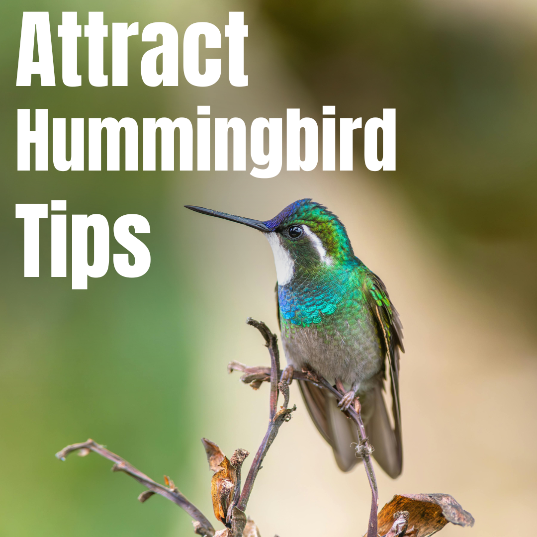 Hummingbird