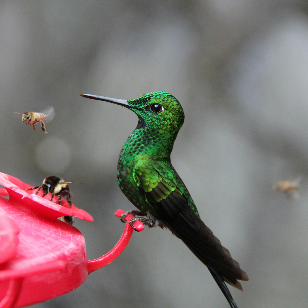 Feeding Hummingbird: The Sweet Truth and a Whole Lot More