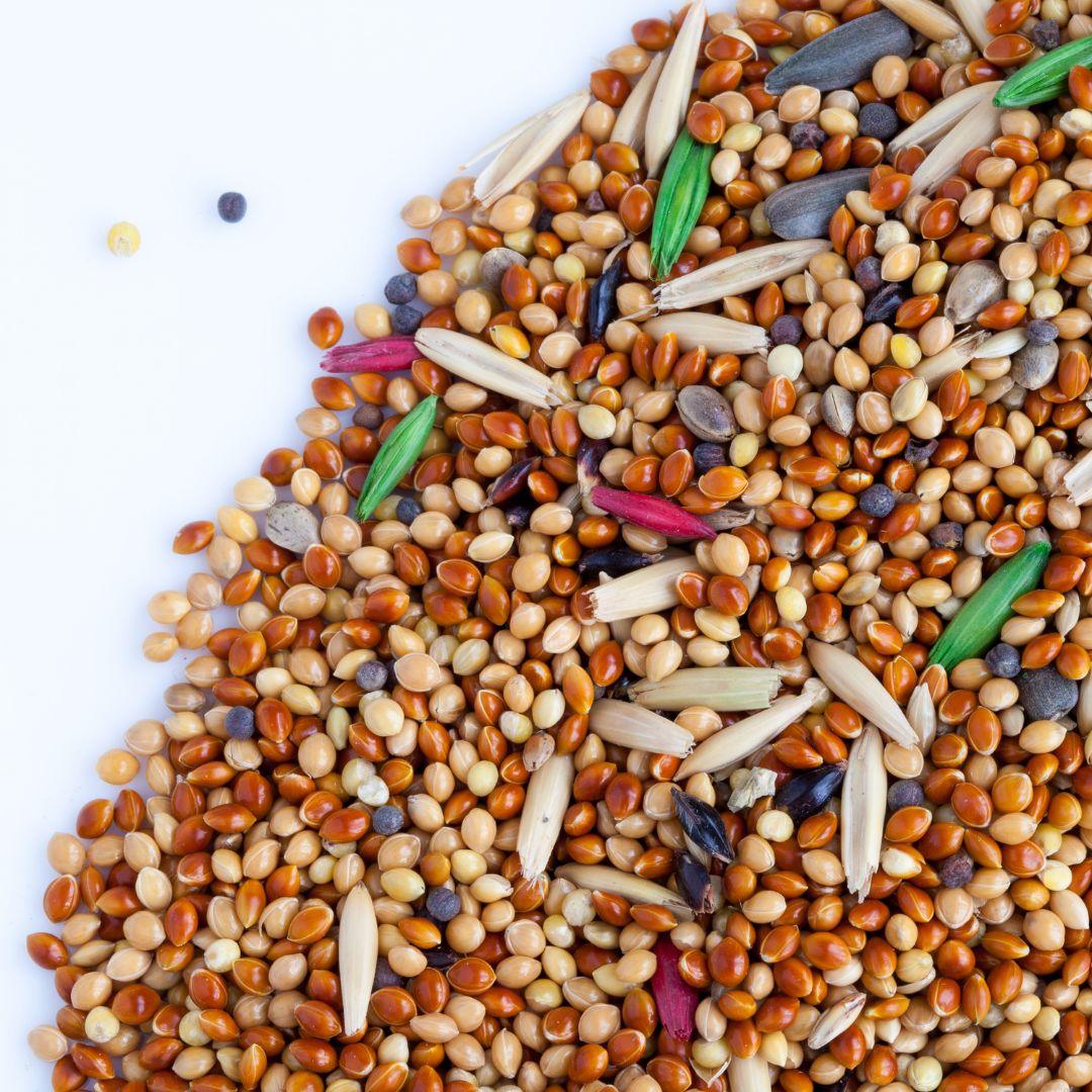 Why Birds Aren't Coming to Your Feeder: 5 Key Reasons & Solutions to Attract More Backyard Birds