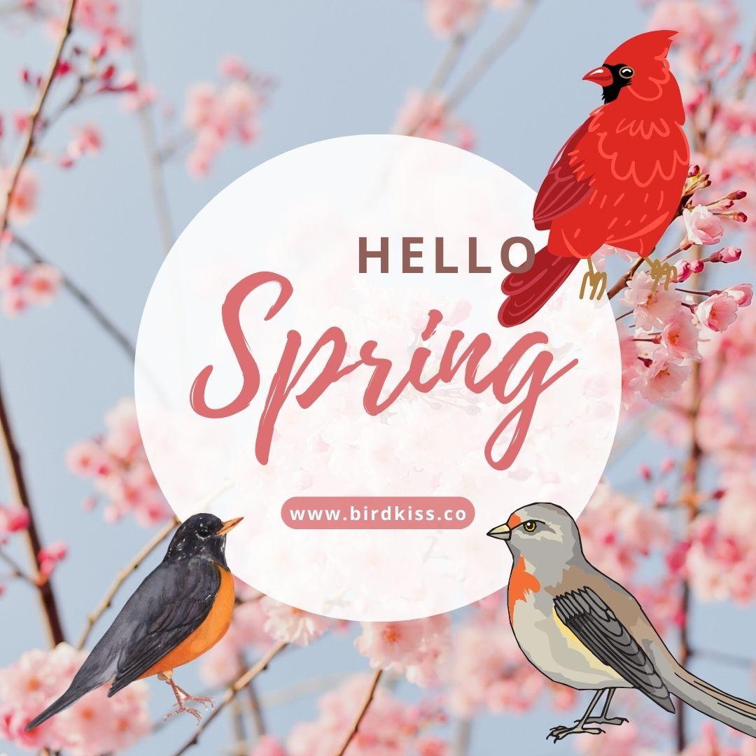 Bringing Your Backyard to Life: Meet the Cardinal, House Finch, and American Robin with Birdkiss Smart Feeder