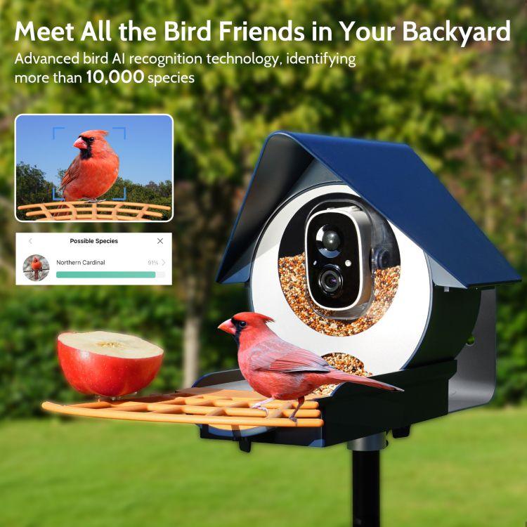 Cardinal at Birdkiss Smart Bird Feeder with Seed and Apples, Displaying the Bird's Name