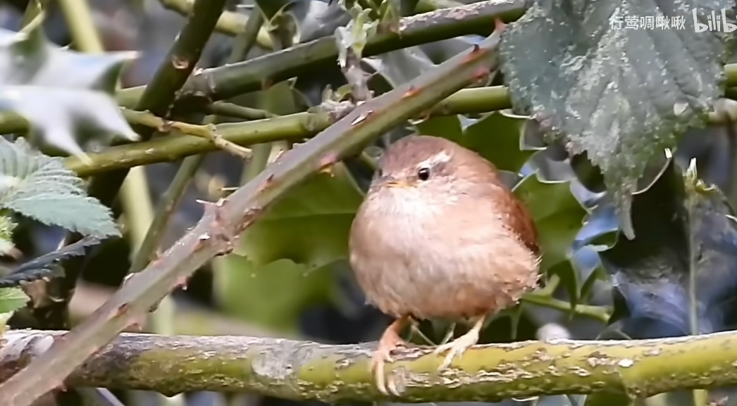The Origins of Birdwatching: How Britain Inspired a Global Hobby