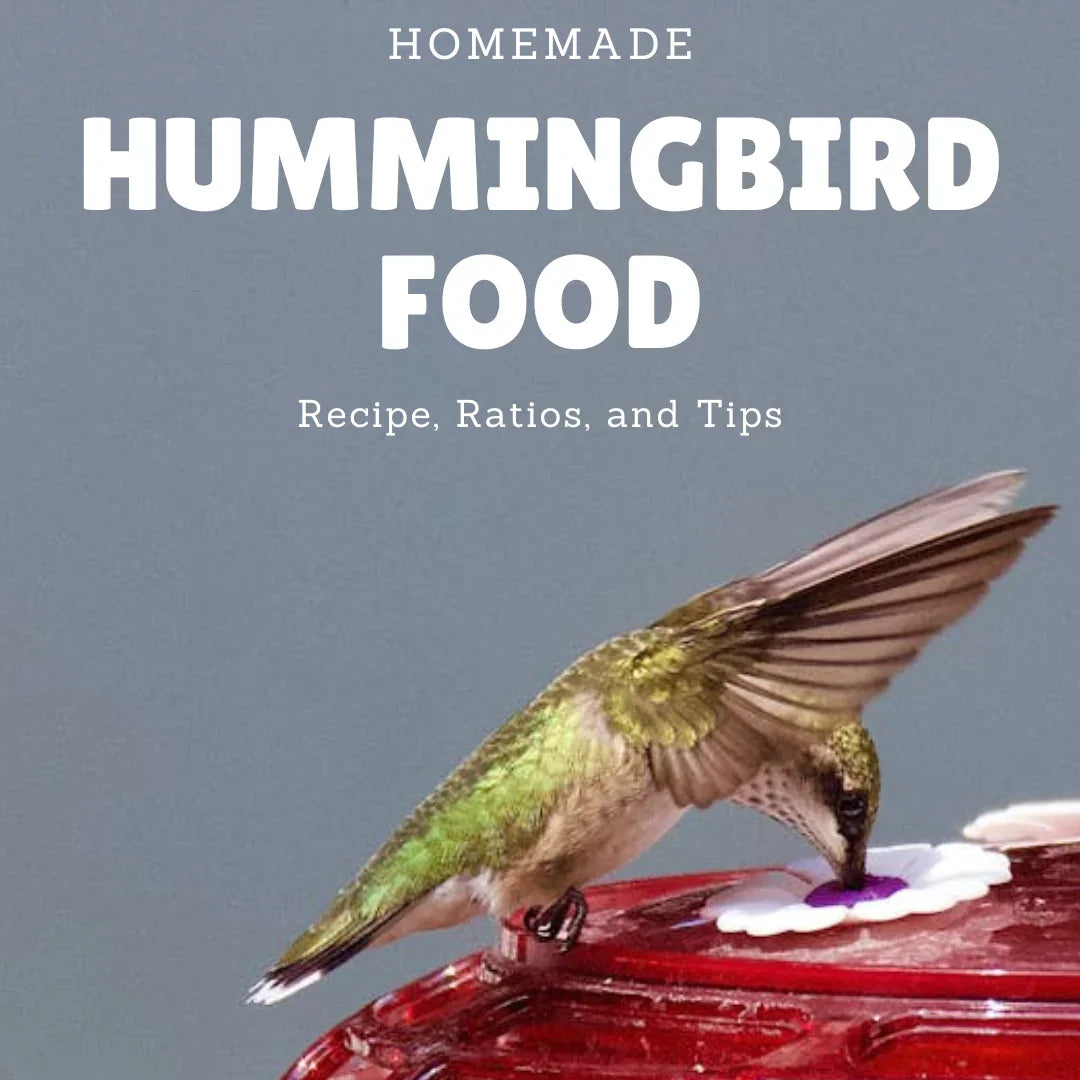 Perfect Homemade Hummingbird Food: Recipe, Ratios, and Tips