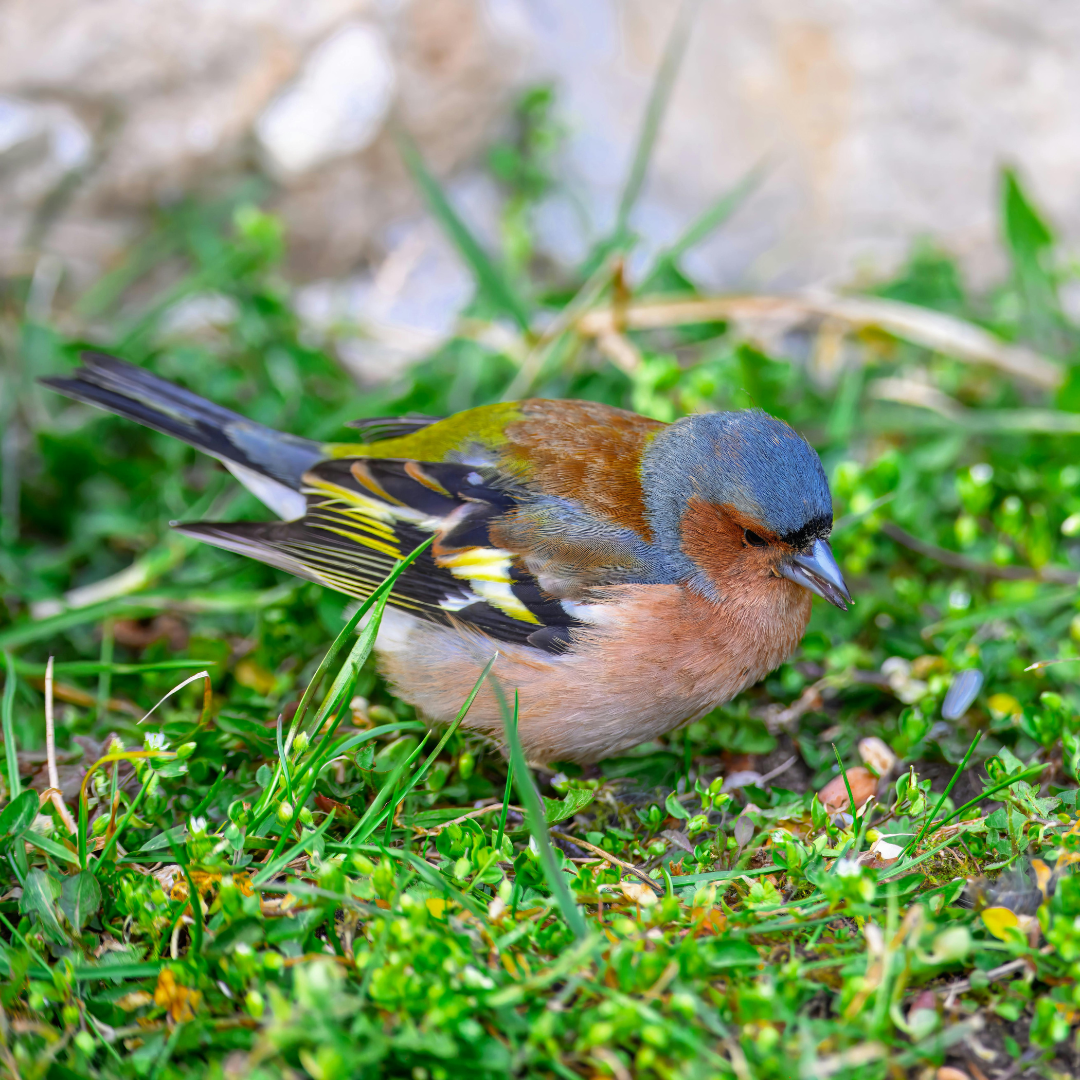 A Simple Guide to Welcoming Finches to Your Yard