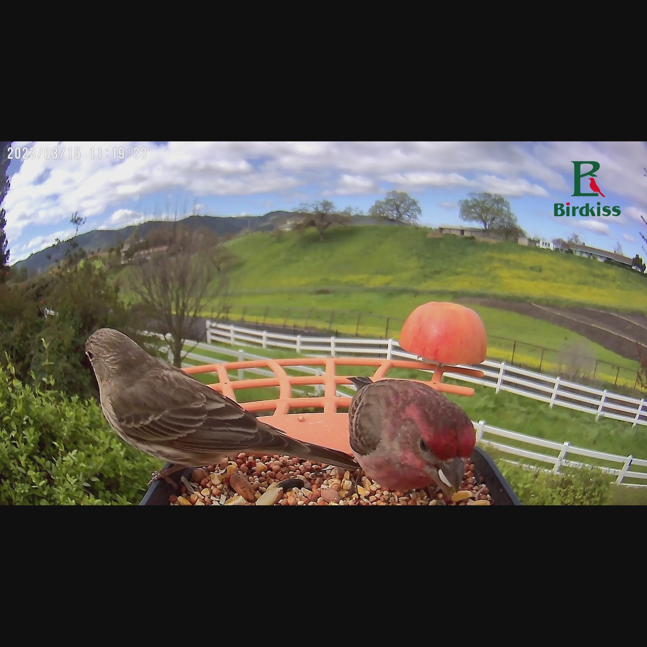 Cardinal Watches Another Bird Eat from Birdkiss Smart Bird Feeder