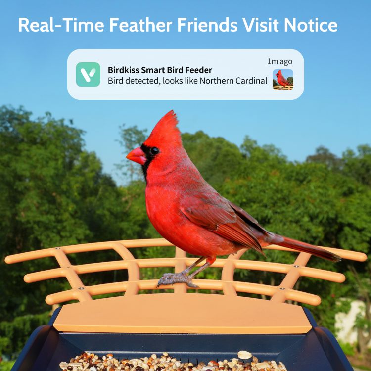 Cardinal Identified at Birdkiss Smart Bird Feeder with Perch and Notification Feature